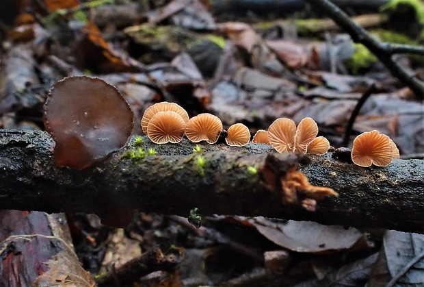 pňovka zimná Panellus ringens (Fr.) Romagn.