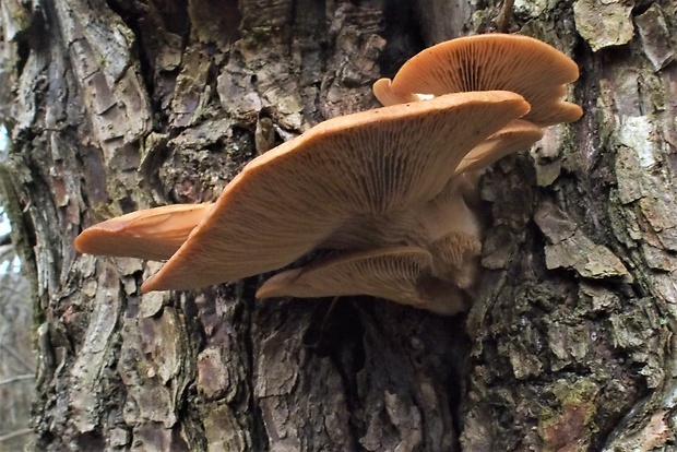 hliva ustricovitá Pleurotus ostreatus (Jacq.) P. Kumm.