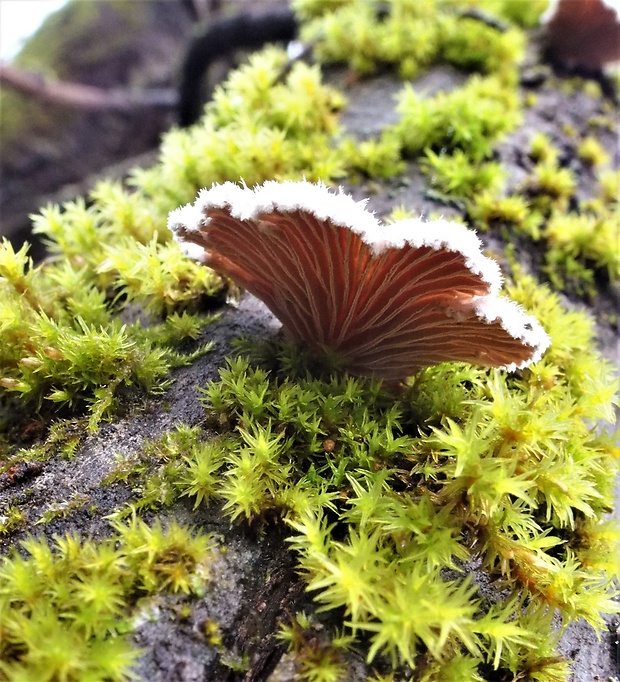 klanolupeňovka obyčajná Schizophyllum commune Fr.