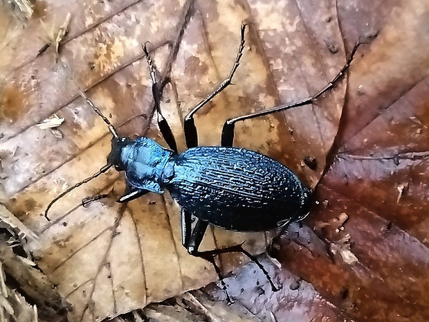 bystruška vráskavá carabus intricatus