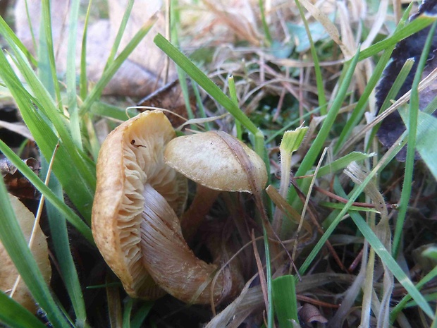 šupinovka Pholiota sp.