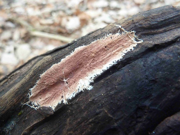 srsťovec okrovožltý Steccherinum ochraceum (Pers.) Gray