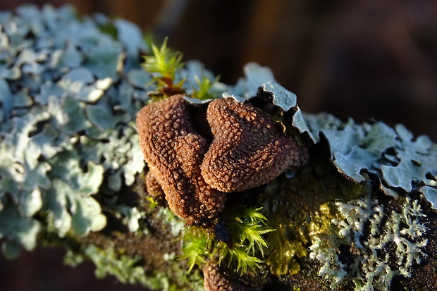 dutinovka otrubnatá Encoelia furfuracea (Roth) P. Karst.