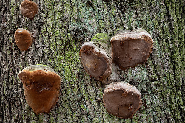 ohňovec mohutný Fomitiporia robusta (P. Karst.) Fiasson & Niemelä