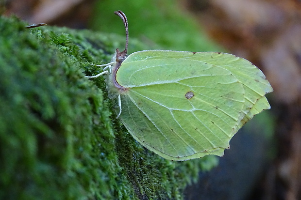 žltáčik rašetliakový Genopteryx rhamni