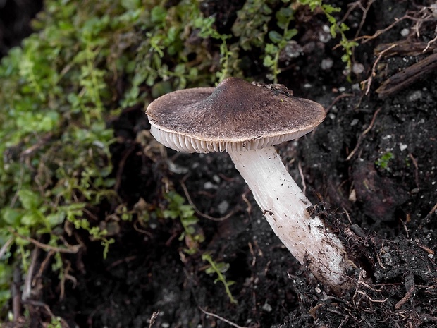 čírovka zemná Tricholoma terreum (Schaeff.) P. Kumm.