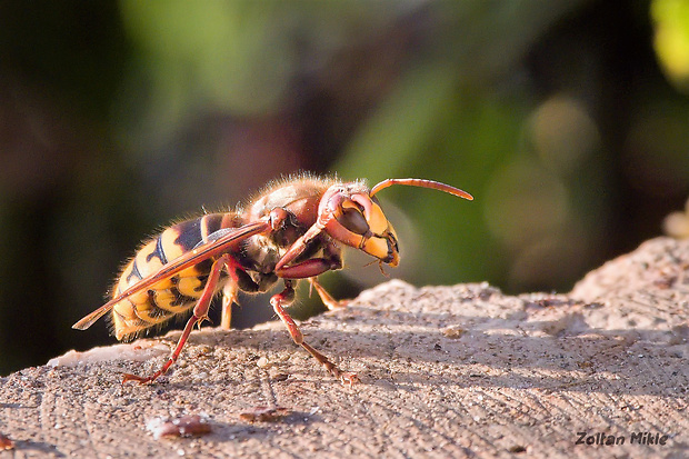 Sršeň obyčajný Vespa crabro