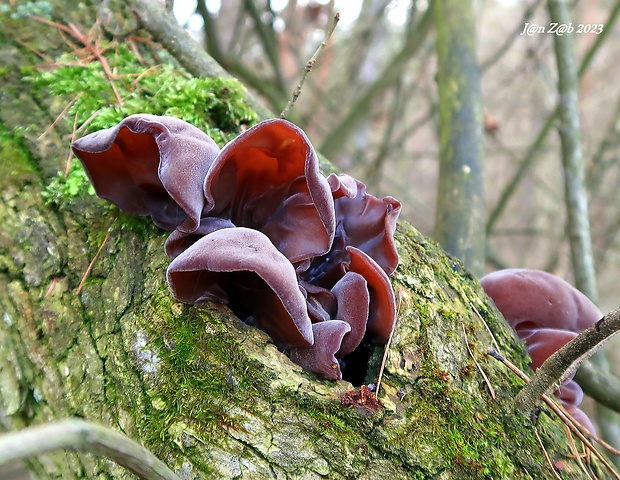 uchovec bazový Auricularia auricula-judae (Bull.) Quél.