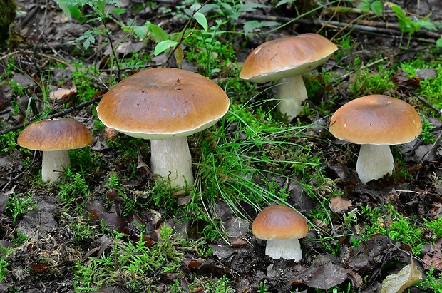 hríb smrekový Boletus edulis Bull.