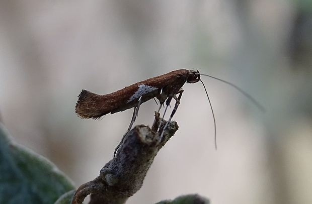 psotka vŕbová  Caloptilia stigmatella