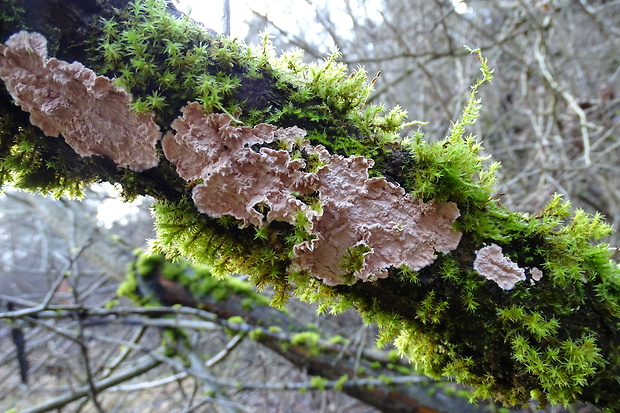 kôrovka ružová Corticium roseum Pers.