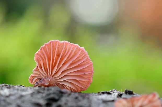 pňovka zimná Panellus ringens (Fr.) Romagn.