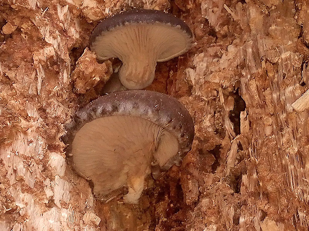 hliva ustricovitá Pleurotus ostreatus (Jacq.) P. Kumm.