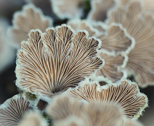 klanolupeňovka obyčajná Schizophyllum commune Fr.