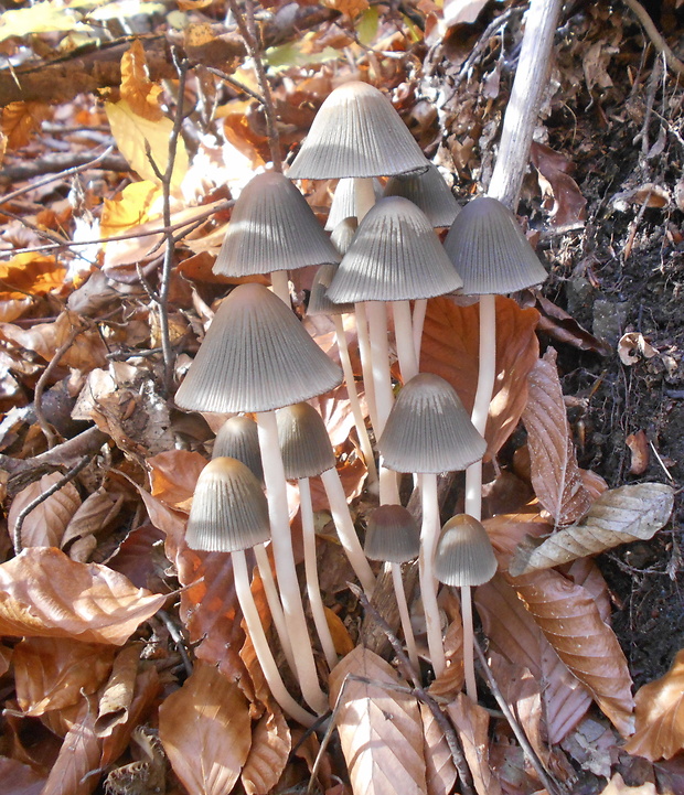 hnojník Coprinellus sp.