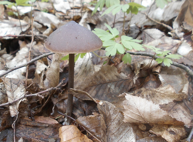 hodvábnica väčšia Entoloma hirtipes (Schumach.) M.M. Moser