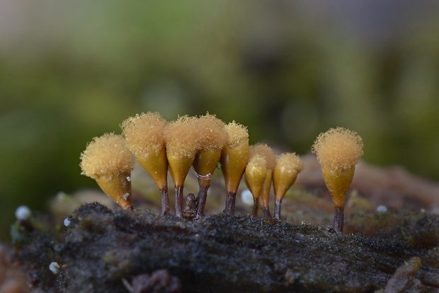 vlasovníčka kyjačikovitá Hemitrichia clavata (Pers.) Rostaf.