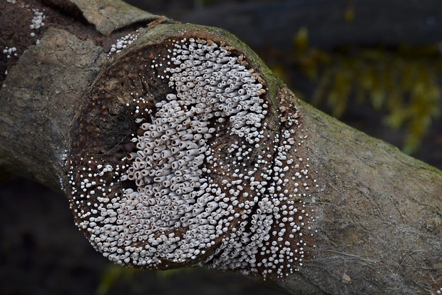 trúbeľka topoľová Phaeosolenia densa (Berk.) W.B. Cooke