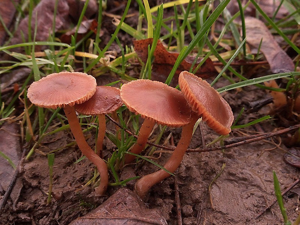 lakovka Laccaria sp.