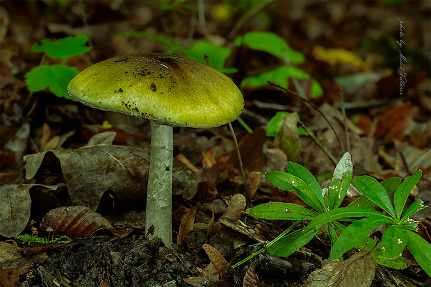 muchotrávka zelená Amanita phalloides (Vaill. ex Fr.) Link