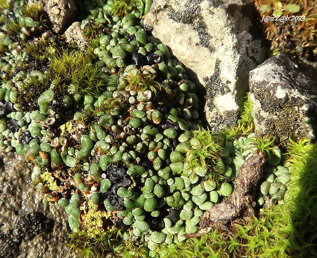 riasanka obyčajná Toninia sedifolia (Scop.) Timdal