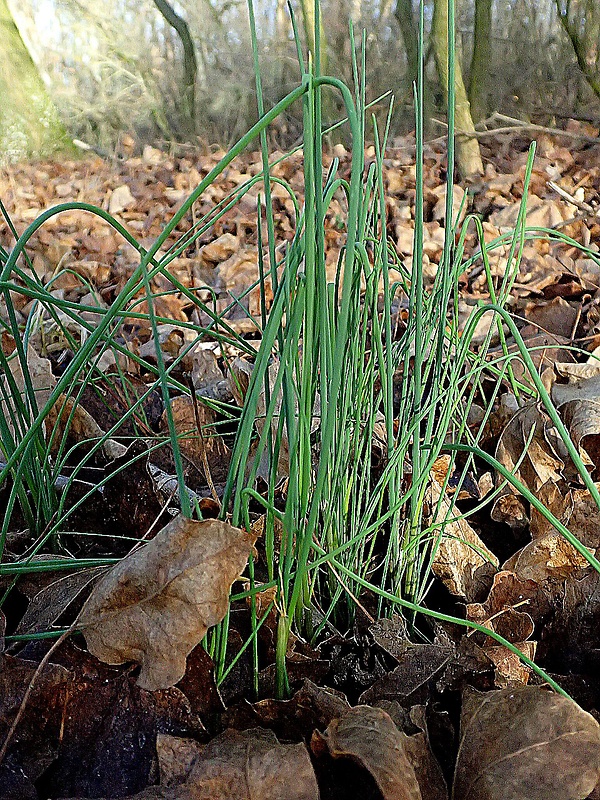 cesnak pažítkový Allium schoenoprasum L.