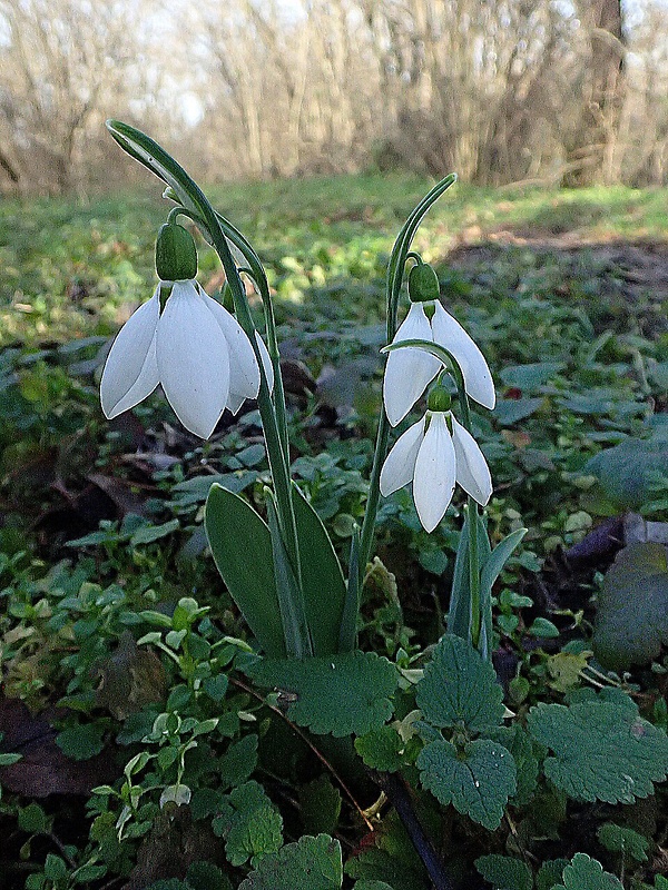 snežienka jarná Galanthus nivalis L.