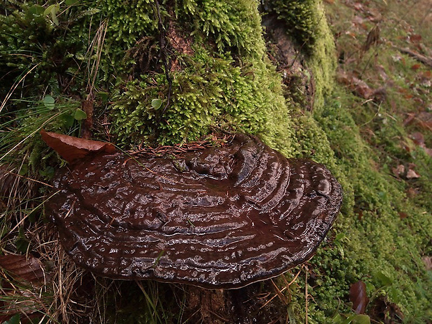 lesklokôrovka plochá Ganoderma applanatum (Pers.) Pat.