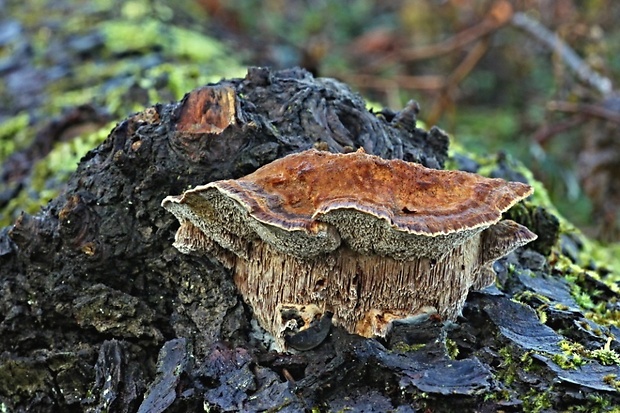 ryšavec lúčový Inonotus radiatus (Sowerby) P. Karst.