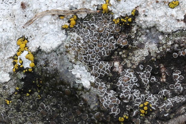 lekanora Myriolecis albescens (Hoffm.) Śliwa, Zhao Xin & Lumbsch