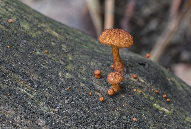 šupináčik obyčajný Phaeomarasmius erinaceus (Fr.) Scherff. ex Romagn.