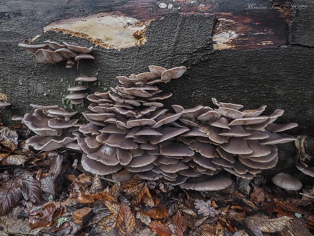 hliva ustricovitá Pleurotus ostreatus (Jacq.) P. Kumm.