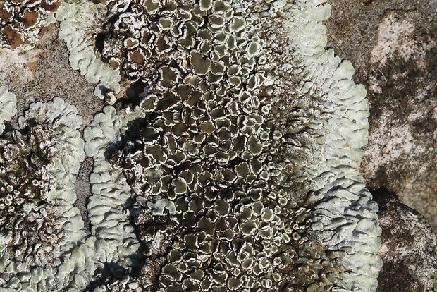 lekanora Protoparmeliopsis muralis (Schreb.) M. Choisy