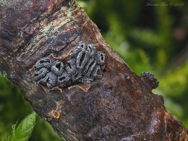 dutinovka Sclerencoelia sp.