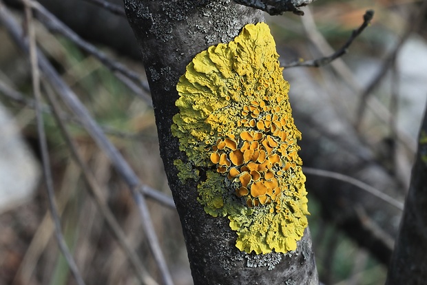 diskovník múrový Xanthoria parietina var. parietina (L.) Th. Fr.