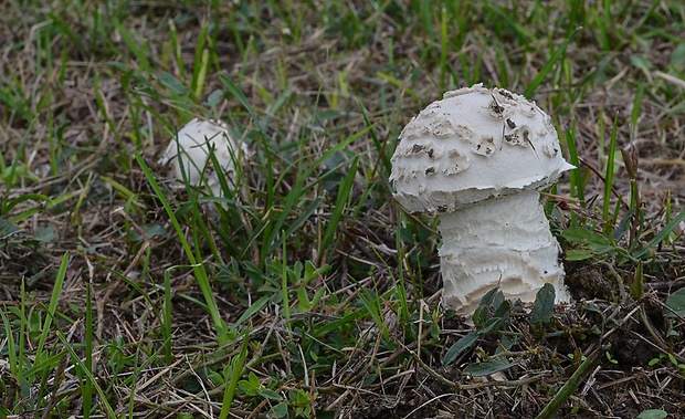 muchotrávka Vittadiniho Amanita vittadinii (Moretti) Vittad.