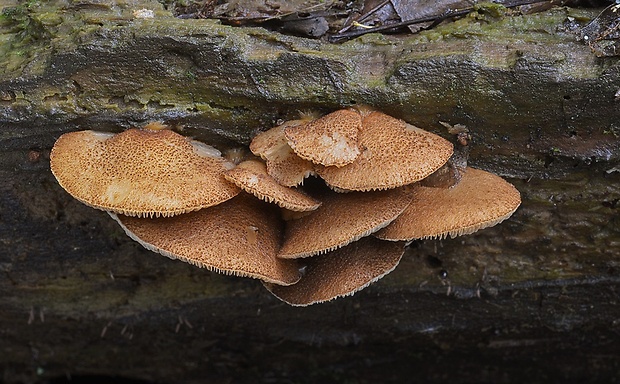 pahliva šafranová Crepidotus crocophyllus (Berk.) Sacc.