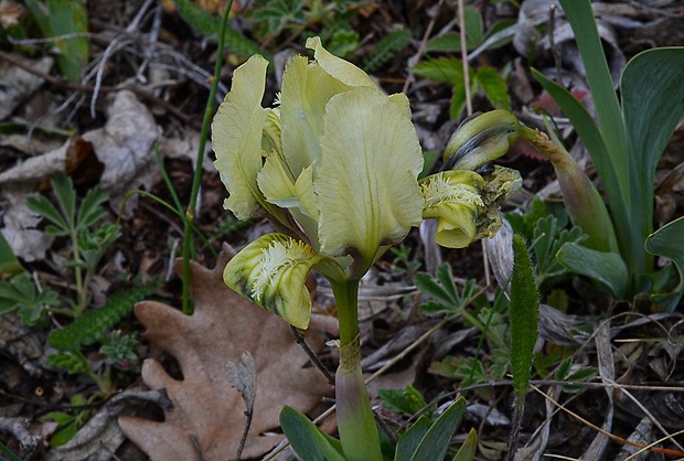 kosatec nízky Iris pumila L.