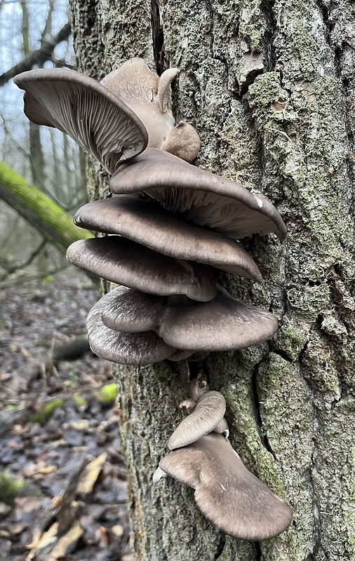 hliva ustricovitá Pleurotus ostreatus (Jacq.) P. Kumm.