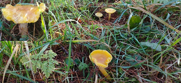 šťavnačka smrekovcová Hygrophorus lucorum Kalchbr.