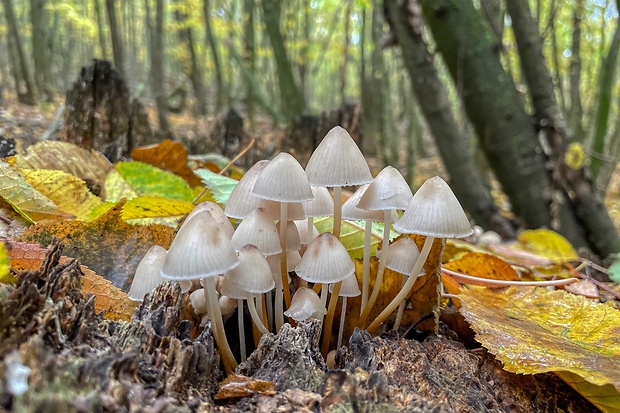 prilbička naklonená Mycena inclinata (Fr.) Quél.