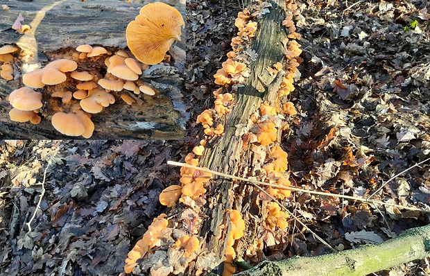 hlivník hniezdovitý Phyllotopsis nidulans (Pers.) Singer