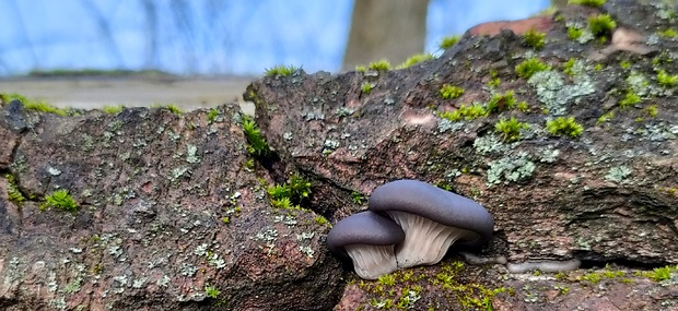 hliva ustricovitá Pleurotus ostreatus (Jacq.) P. Kumm.