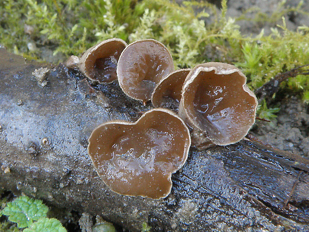 škľabka plstnatá Schizophyllum amplum (Lév.) Nakasone