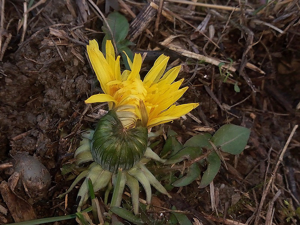 púpava lekárska Taraxacum officinale (L.) Weber ex F.H.Wigg