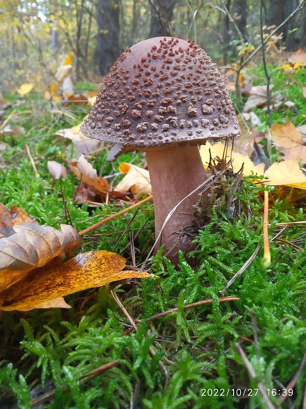 muchotrávka červenkastá Amanita rubescens Pers.