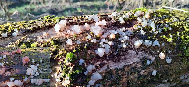 uchovec bazový a rôsolovka Auricularia auricula-judae (Bull.) Quél.