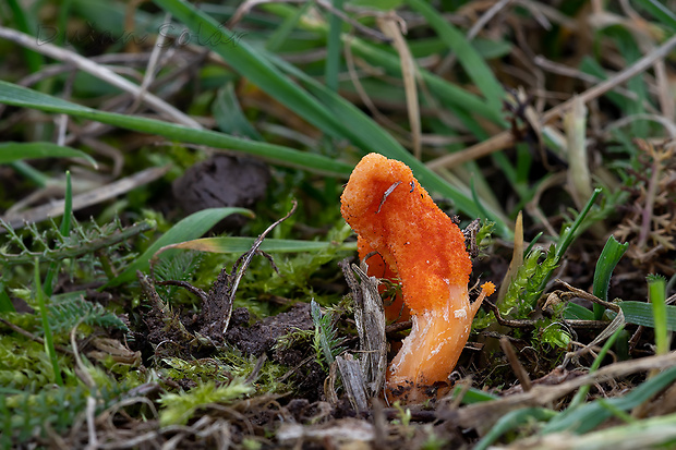 žezlovka hmyzová Cordyceps militaris (Fr.) Link