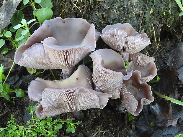 pôvabnica ružovkastá Lepista sordida (Schumach.) Singer