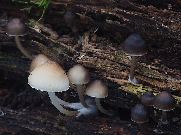 prilbička hnedosivá Mycena tintinnabulum (Paulet) Quél.